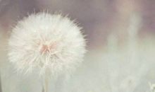 金牛座表白被拒绝后