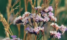 不愿意被爱情束缚的生肖