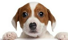 属狗的人2013年运程详批