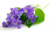 天蝎座女生喜欢什么花