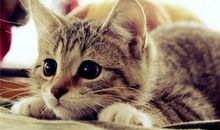 最喜欢养宠物的四大星座