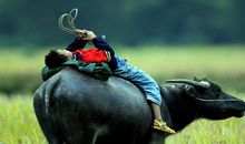 谁是12生肖中的“凤凰男”