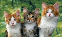 AB型土象星座的人最容易被甩吗？