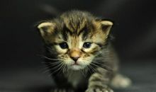 B型水象星座的人最容易被甩吗？