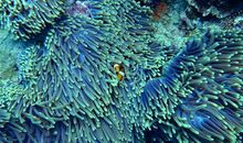 梦到鱼孵出很多小鱼