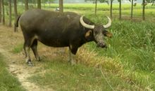 1937年属牛的人2017年运程大全及破解