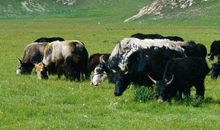 1973年属牛的人2017年运程大全及破解