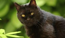 孕妇梦见黑猫很可爱