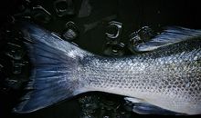 梦到鱼死而复生