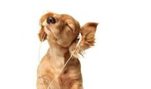 1970年属狗的人2017年运程大全及破解