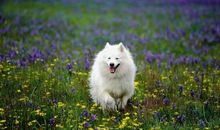 1982年属狗的人2017年运程大全及破解