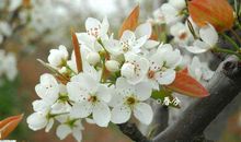 关于春分的诗句，关于春分的古诗大全