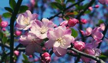 祝福短信大全，春分短信祝福语大全