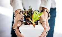 属鸡人的幸运植物