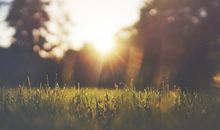 属蛇人的幸运植物