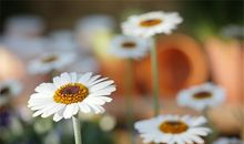 属马人的幸运植物