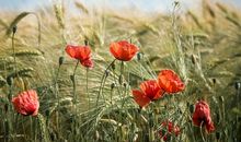 属狗人的幸运植物