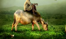 梦见牛是什么意思