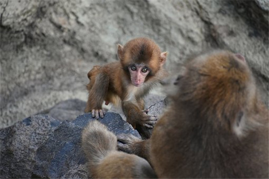 十二生肖中猴子的传说和起源