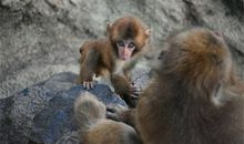 十二生肖属猴的传说和来源