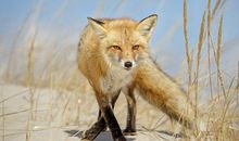 锡伯族狐狸崇拜，有什么渊源呢？