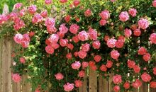 端午节前后桃花运最好的星座