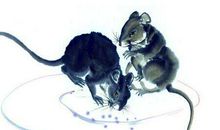 鼠宝宝几月出生好，2020年鼠宝宝几月出生最好