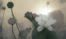 十二星座老了会干啥