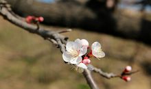 12星座如何避开烂桃花