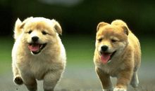 1934年属狗的人2018年运程大全及破解