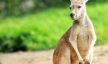 1970年属狗的人2018年运程大全及破解