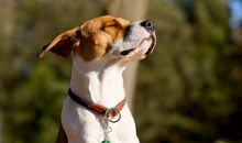 1958年属狗的人2018年运程大全及破解