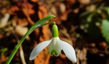 属猴人的幸运植物