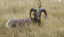 男属羊的属相婚配表