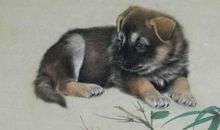 第一运程：1994年属狗的人2015年运程