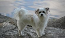 第一运程：2006年属狗的人2015年运程