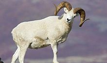 属羊人的爱情软肋