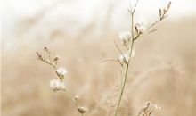 12星座有了爱情，人生会更顺利吗