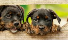 属猴人2019养什么宠物最好