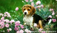 2017年属狗人3月运程解析