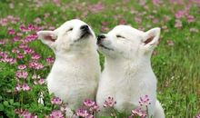 2017年属狗人11月运程解析