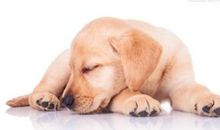 1946年属狗的人2017年运程大全及破解