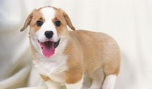 2006年属狗的人2017年运程大全及破解