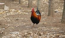 O型血属鸡人的人际关系