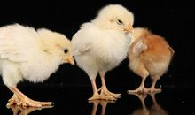 A型血属鸡人的人际关系