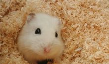 A型血属鼠人的人际关系