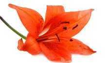 揭秘AB型血君代表的颜色