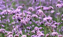 摩羯座选择什么衣饰最旺财运