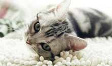 最适合O型血君养的猫