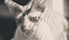 最适合A型血君养的猫